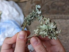 Platismatia tuckermanii