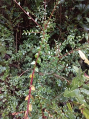 Metrosideros stipularis