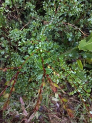 Metrosideros stipularis