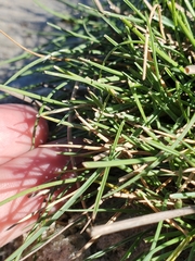Festuca ovina