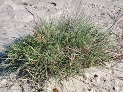 Festuca ovina