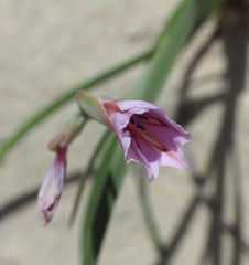 Gladiolus gueinzii