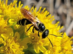 Philanthus lepidus