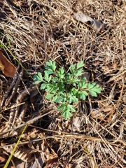 Capnoides sempervirens