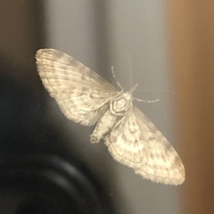 Operophtera bruceata