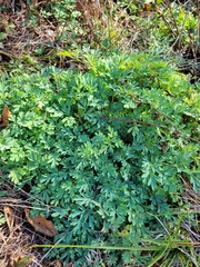 Capnoides sempervirens