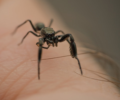 Myrmarachnini