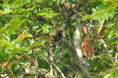 Chrysococcyx xanthorhynchus