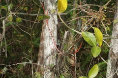 Tillandsia balbisiana