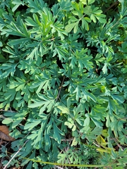 Capnoides sempervirens