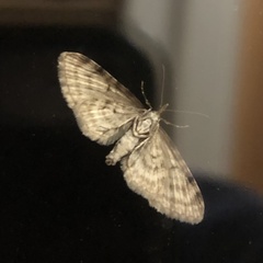 Operophtera bruceata