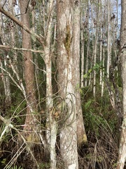 Tillandsia balbisiana