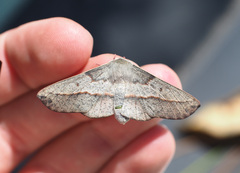 Antictenia punctunculus