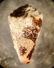 Conus bartschi