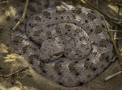 Crotalus cerastes