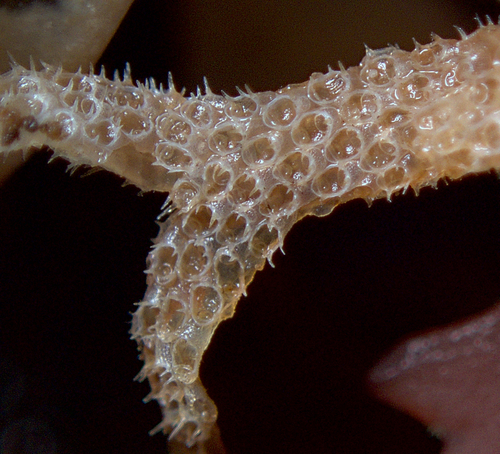 Hairy Sea-mat, photo 2 of 10
