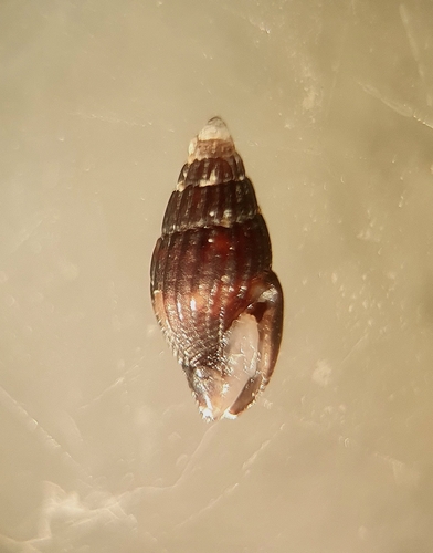 Anachis nigrofusca observed 2022-11-02
