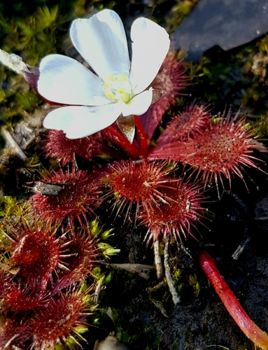 Drosera aberrans (Drosera aberrans)