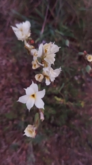 Sisyrinchium cuspidatum