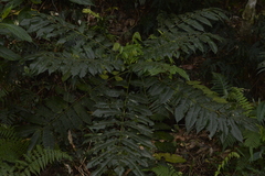 Dysoxylum mollissimum