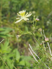 Clematis drummondii