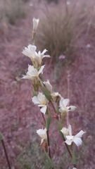 Sisyrinchium cuspidatum