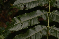 Dysoxylum mollissimum
