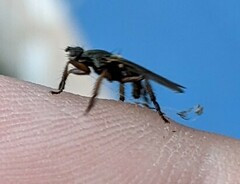 Coelopidae