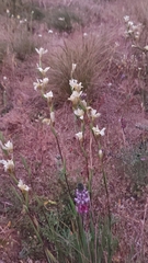 Sisyrinchium cuspidatum