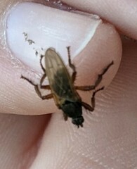 Coelopidae
