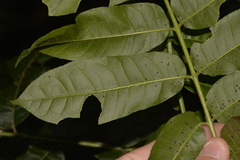 Dysoxylum mollissimum