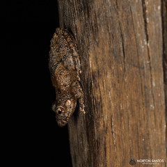 Scinax acuminatus