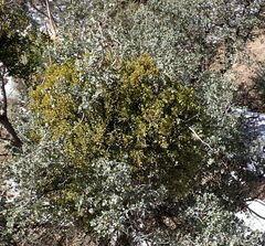 Phoradendron leucarpum