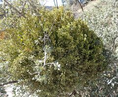 Phoradendron leucarpum