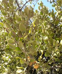 Phoradendron leucarpum