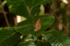 Heteronympha mirifica