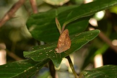Heteronympha mirifica