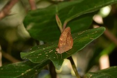 Heteronympha mirifica
