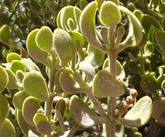 Phoradendron leucarpum