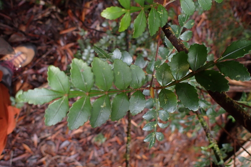 Cunonia varijuga