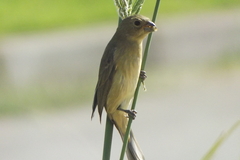 Sporophila caerulescens