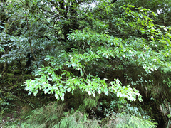 Trochodendron aralioides