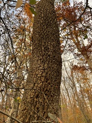 Diospyros virginiana