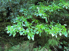 Trochodendron aralioides