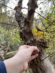 Acer negundo