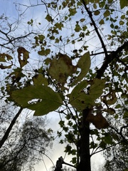 Acer negundo