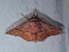 Banisia