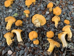 Cantharellus enelensis