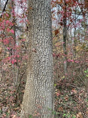 Diospyros virginiana