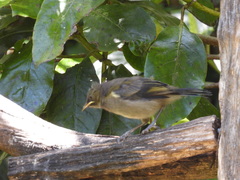 Anthornis melanura